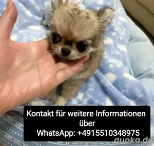 Chihuahua Welpen ,reinrassig, liebevoll aufgezogen