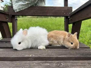 Zwergkaninchen Teddyzwerge und Löwenköpfchen  Bild 6