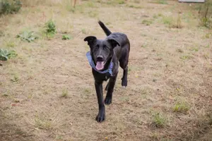 Labradorwelpe (Mischling) *KEONI* - sozial und aktiv unterwegs