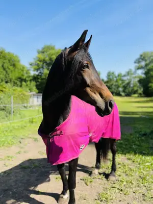  Liebe Westfale Stute zu verkaufen 