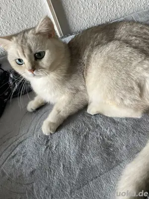 BKH Katzen reinrassig Stammbaum 