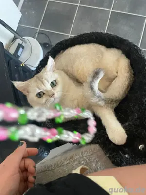 BKH Katzen reinrassig Stammbaum 