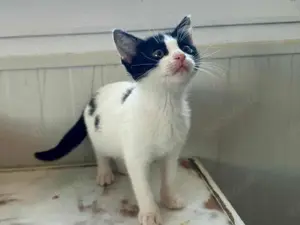 Lotta, neugieriges Katzenkind, ca. 7 Monate *Tierschutz* *in 81543 München