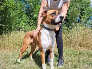 Mister Berci, offener Knuddelbär, ca. 1 Jahr, ca. 58 cm, ca. 23 kg *Tierschutz* *in 81679 München*