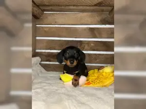 Wundervollee Zwergdackel Welpen   Dackel Welpen  !!