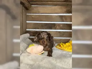 Zwergdackel Welpen   Dackel Welpen!! Bild 6