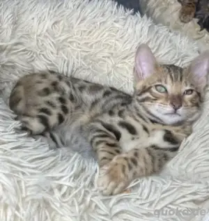 Reinrassige Bengal Kitten