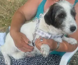 Gisela - Zuckermaus sucht Körbchen!