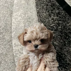 Aus Authorisierte Zucht: Selteinheit: Asiatische Maltipoo Teddybar Welpen