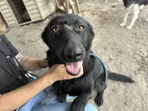 Nani G ca. 51 cm   eine Traumhündin