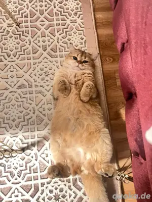 Black Golden Britsch Kurzhaar Original Verkaufen