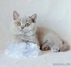 Kätzchen bkh, blh Blau, Lilac  Bild 2