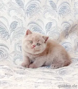 Kätzchen bkh, blh Blau, Lilac  Bild 3