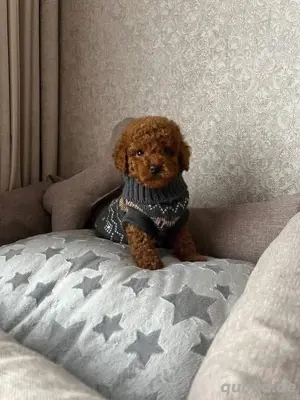 Zwergpudelwelpen zu verkaufen.WhatsApp (015510055069).