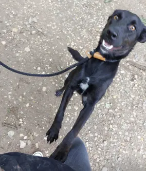 Adora, verschmuste und fröhliche Hündin, Labrador Podenko Mix Bild 4