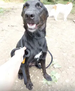 Adora, verschmuste und fröhliche Hündin, Labrador Podenko Mix Bild 2