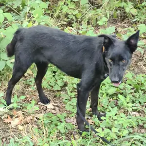 Adora, verschmuste und fröhliche Hündin, Labrador Podenko Mix Bild 3