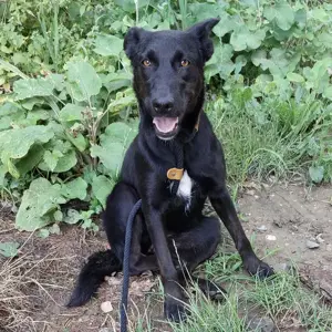 Adora, verschmuste und fröhliche Hündin, Labrador Podenko Mix Bild 5