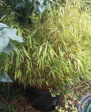 Bambus im Kübel kostenlos abzugeben