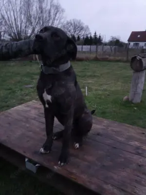 Charmanter Dogge- Cane Corso- Bullmastiff Mix Rüde möchte seine Gene weiter geben