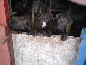 Charmanter Dogge- Cane Corso- Bullmastiff Mix Rüde möchte seine Gene weiter geben Bild 2
