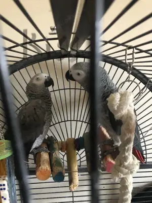 Papageien mit papiere