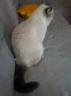 Schöne BKH Katze sucht einen neuen Zuhause.