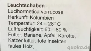 Leuchtschaben , Lucihormetica verrucosa Bild 2
