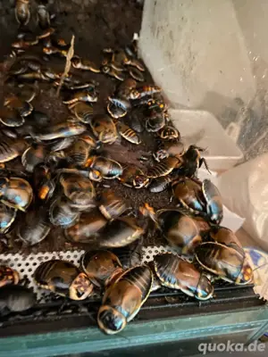 Leuchtschaben , Lucihormetica verrucosa