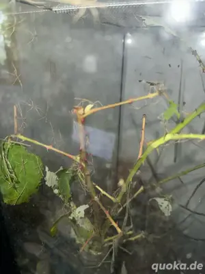 Grüne Vietnam Stabschrecke , Ramulus artemis Bild 3