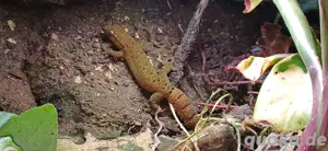 Jungferngeckos (Lygodactylus lugubris)