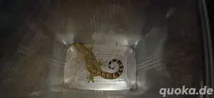 Jungferngeckos (Lygodactylus lugubris) Bild 2