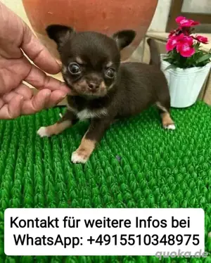 Chihuahua Welpen ,reinrassig, liebevoll aufgezogen