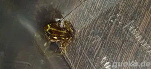 1.1 Ranitomeya sirensis "Contamana" alba