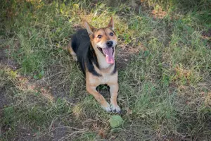 *SPARKY* Ich bin lieb, zuvorkommend, leinenführig und verkuschelt Bild 7