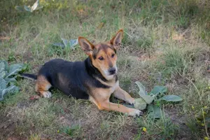 *SPARKY* Ich bin lieb, zuvorkommend, leinenführig und verkuschelt