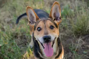*SPARKY* Ich bin lieb, zuvorkommend, leinenführig und verkuschelt Bild 4