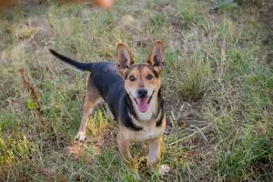 *SPARKY* Ich bin lieb, zuvorkommend, leinenführig und verkuschelt