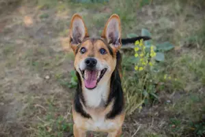 *SPARKY* Ich bin lieb, zuvorkommend, leinenführig und verkuschelt Bild 6