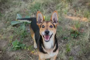 *SPARKY* Ich bin lieb, zuvorkommend, leinenführig und verkuschelt Bild 5