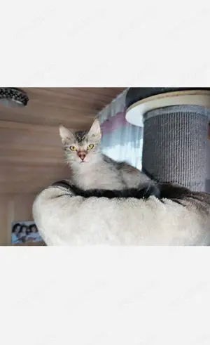 Lykoi kastrat Werwolfskatze Stammbaum Kater