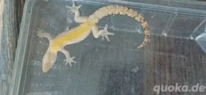 Jungferngeckos (Lygodactylus lugubris) Bild 4