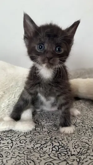 Maine-Coon   Americen Shorthair Kitten mix zu verkaufen