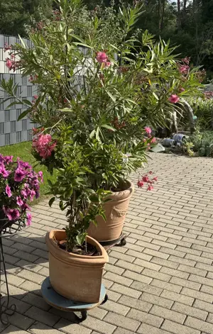 Oleander  2 Stück  ca. 2 meter hoch