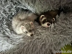 Frettchen suchen ein Zuhause