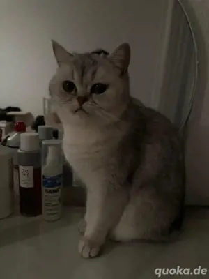 Britisch kurzhaar Katze