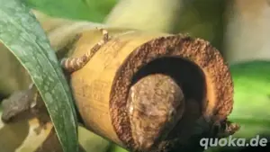 Jungferngecko (Lepidodactylus lugubris)