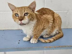 hübscher, klein gebliebener Kater Luisito sucht ein schönes Zuhause