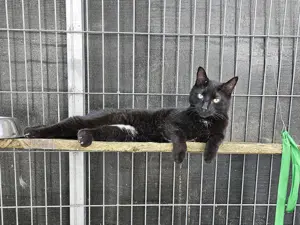 verschmuster Kater Rasca sucht schon lange ein schönes Zuhause