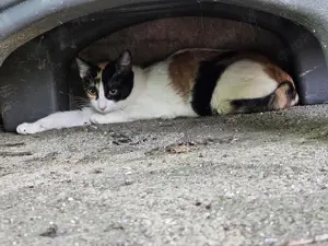 hübsche Glückskatze Emma sucht ein schönes Zuhause mit Artgenossen